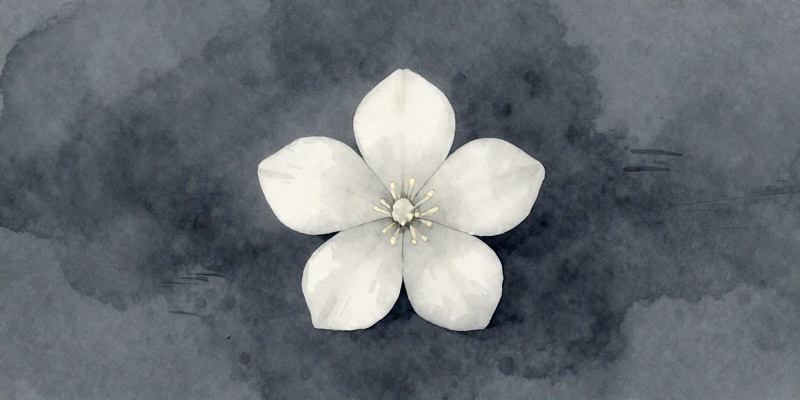 Flor branca de condolencia
